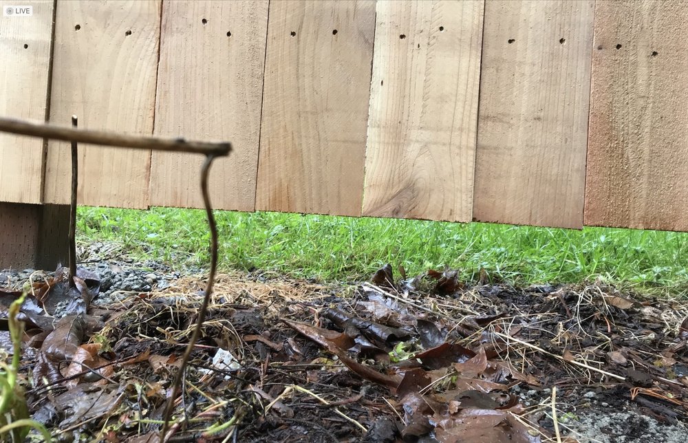 Photo of Puget Fence