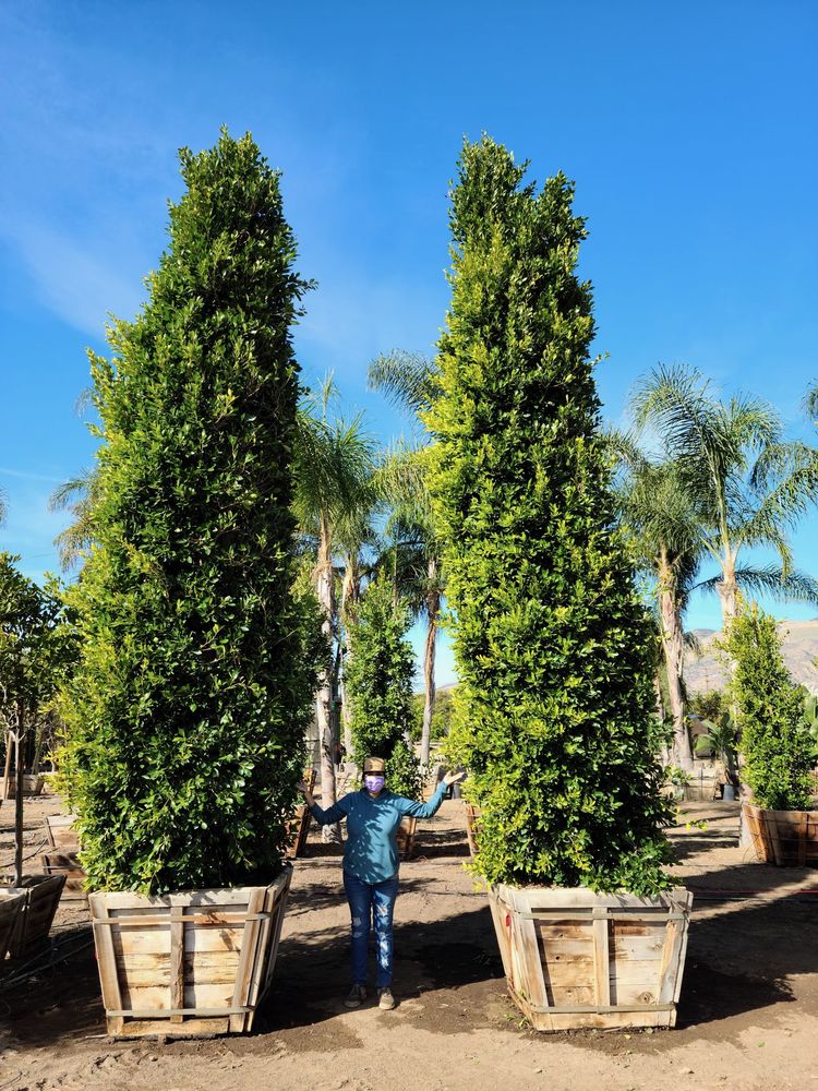 Photo of The Standard Design Group Nurseries