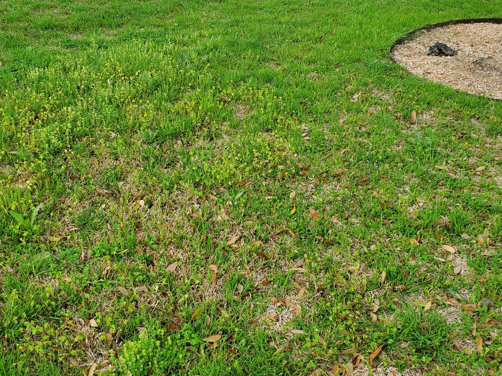 Photo of Emerald Lawns