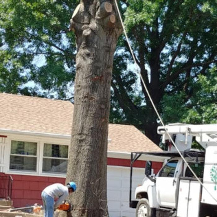 Photo of Martinez Tree & Lawn Service