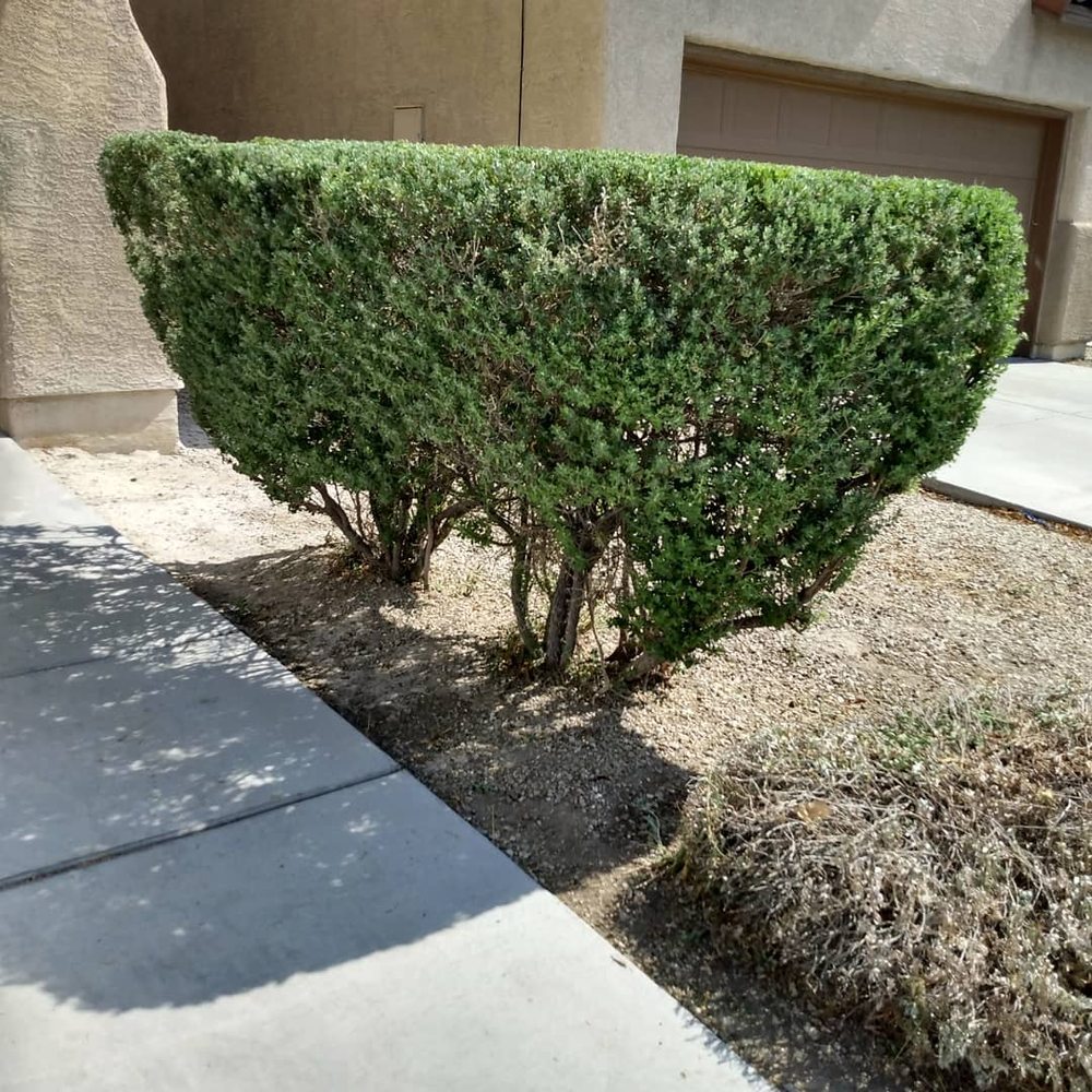 Photo of All purpose lawn