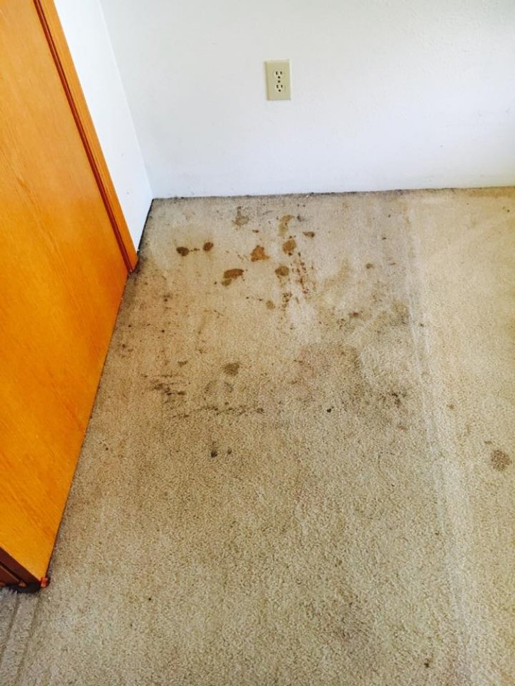 Photo of Eco Friendly Carpet Cleaning & Upholstery