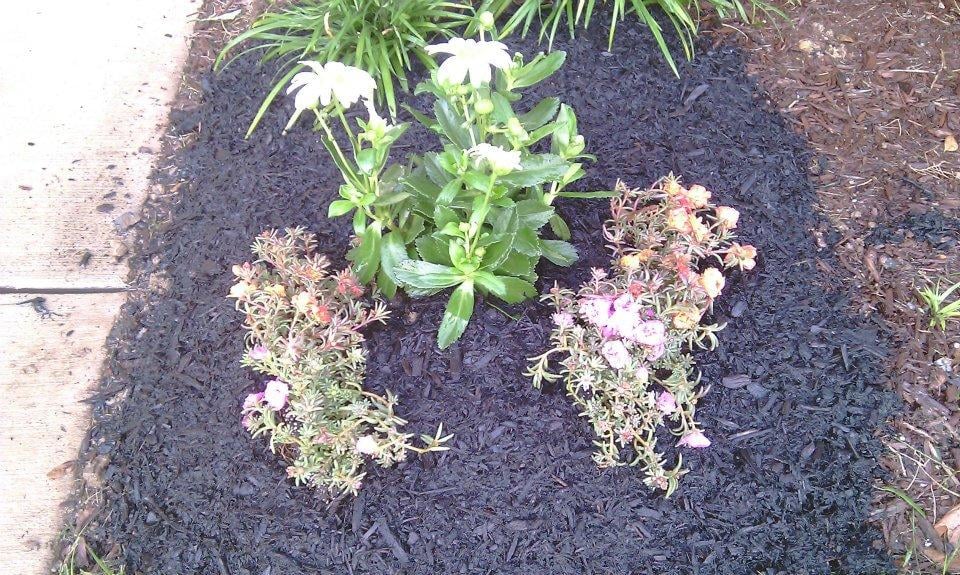 Photo of Visionary Lawn Services