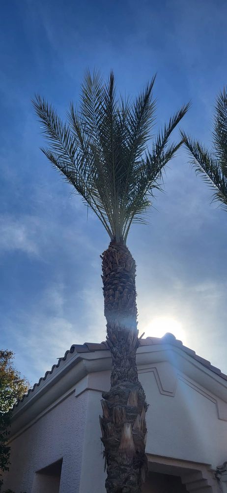 Photo of A&M Landscape in Las Vegas