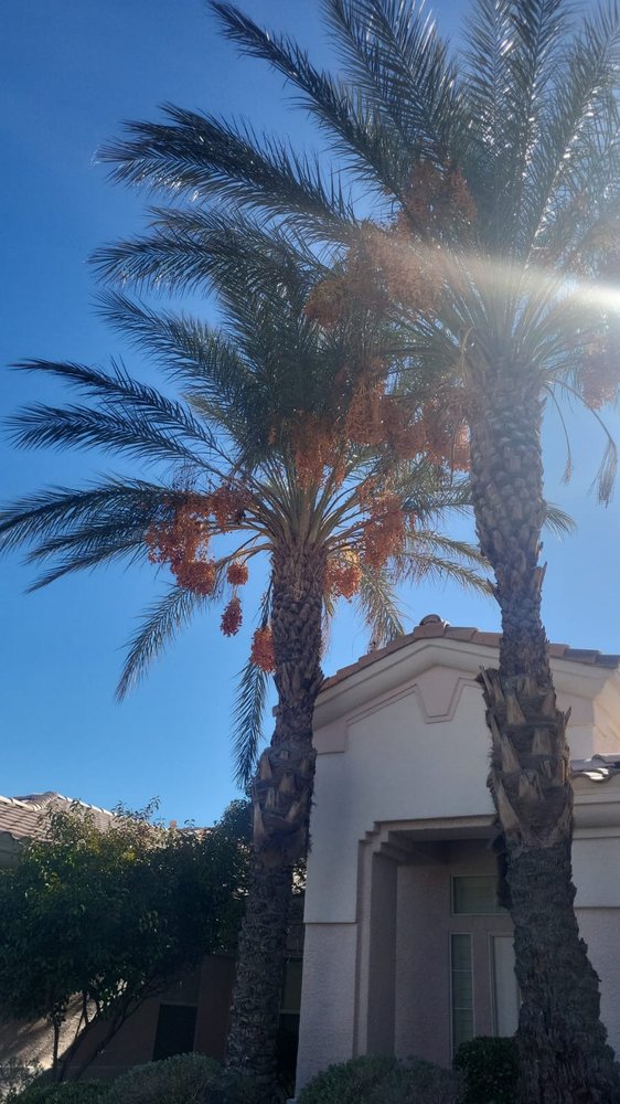 Photo of A&M Landscape in Las Vegas