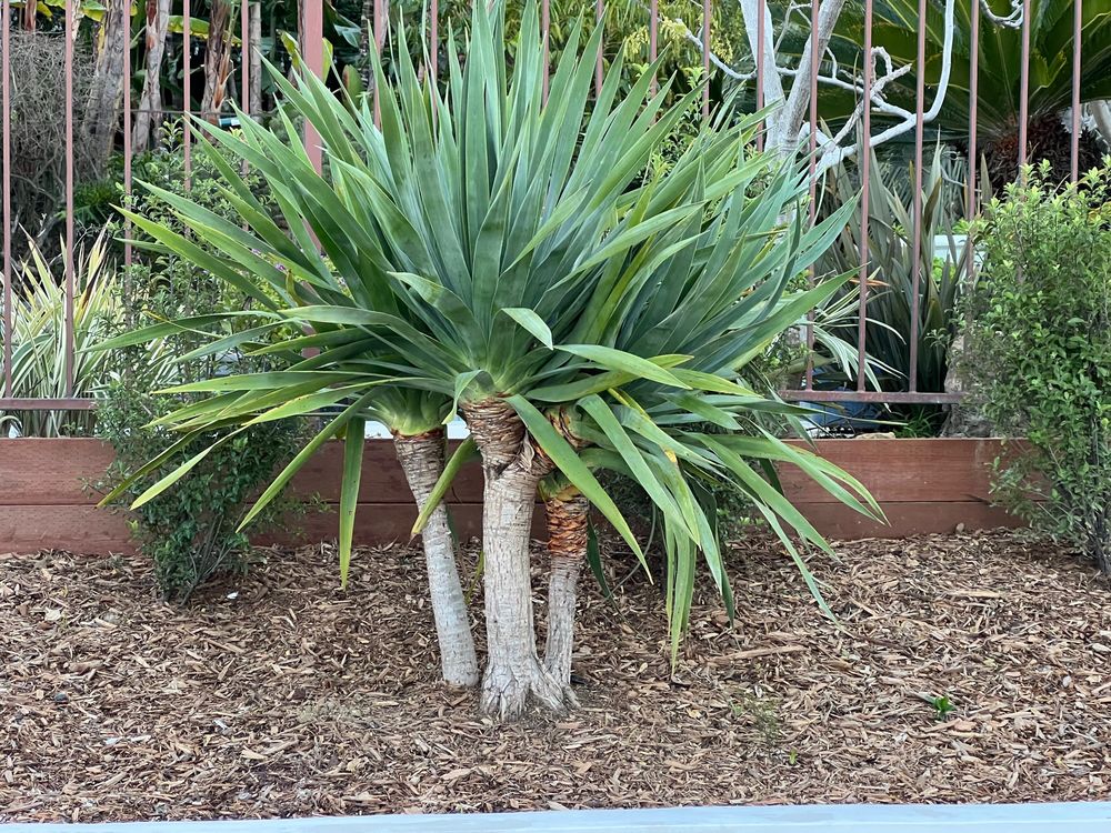 Photo of Tavera's Custom Landscaping