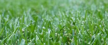 Photo of Scott's Lawn Care Service