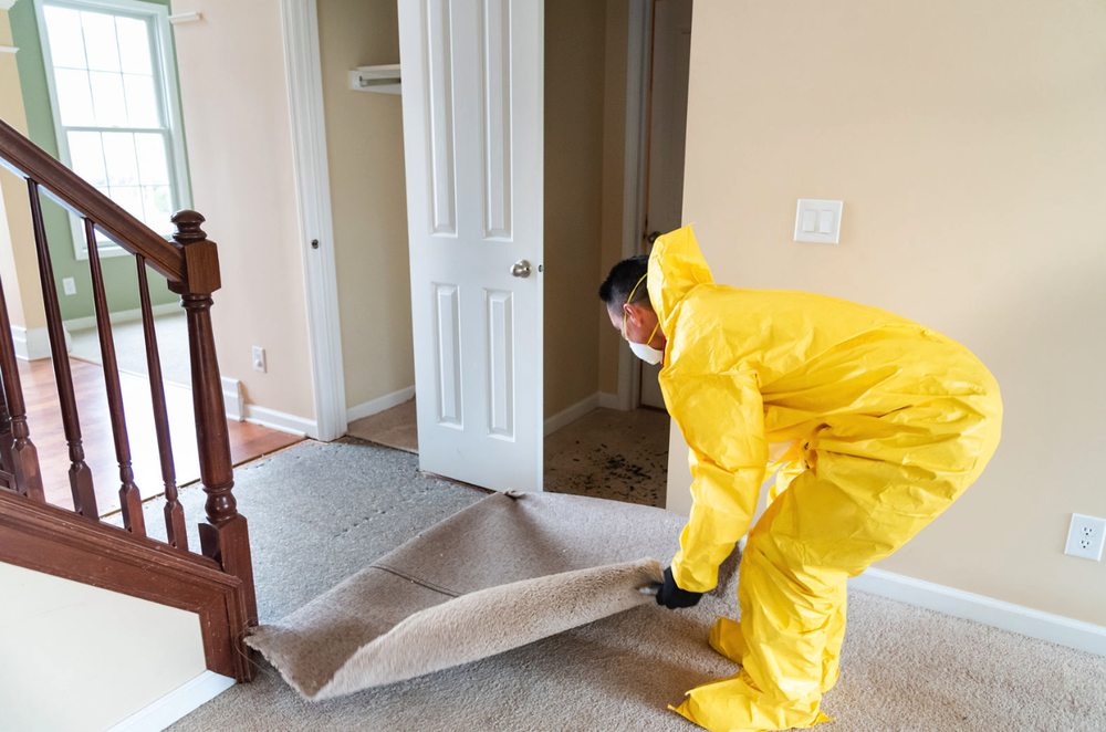Photo of The Mold Removers