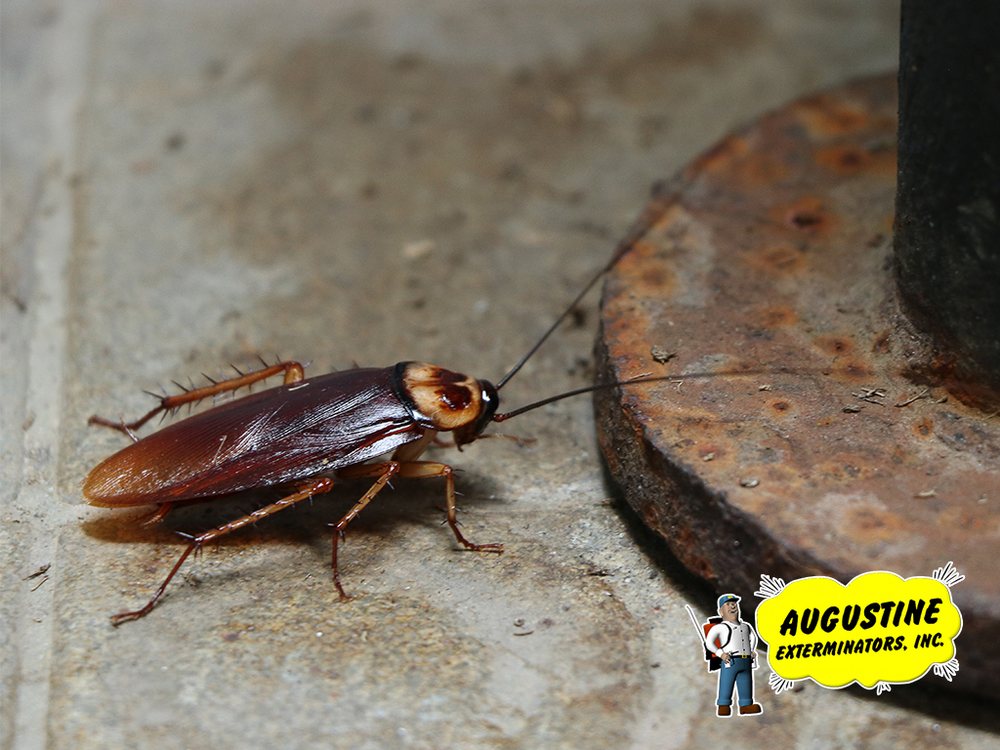 Photo of Augustine Exterminators