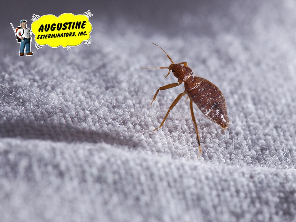 Photo of Augustine Exterminators