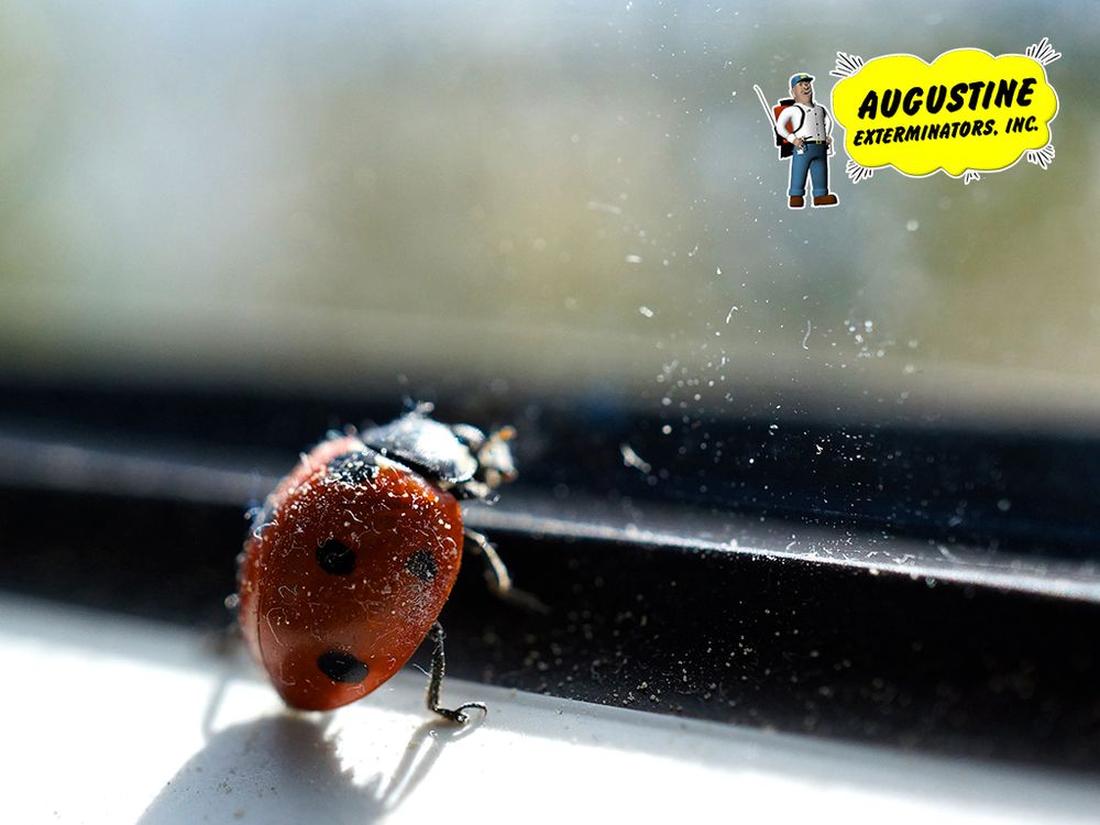 Photo of Augustine Exterminators