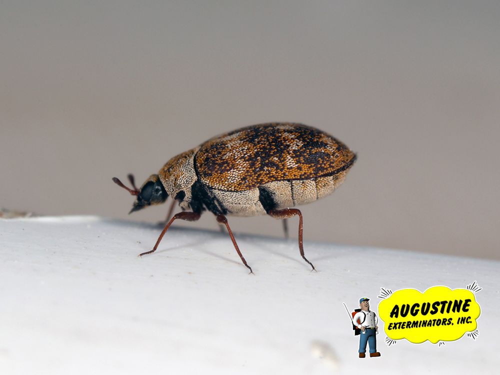 Photo of Augustine Exterminators