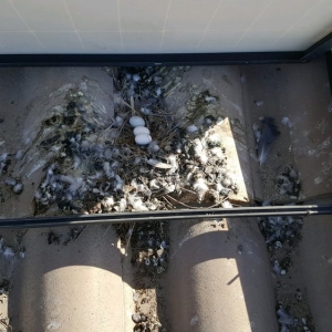 Photo of Solar Restore