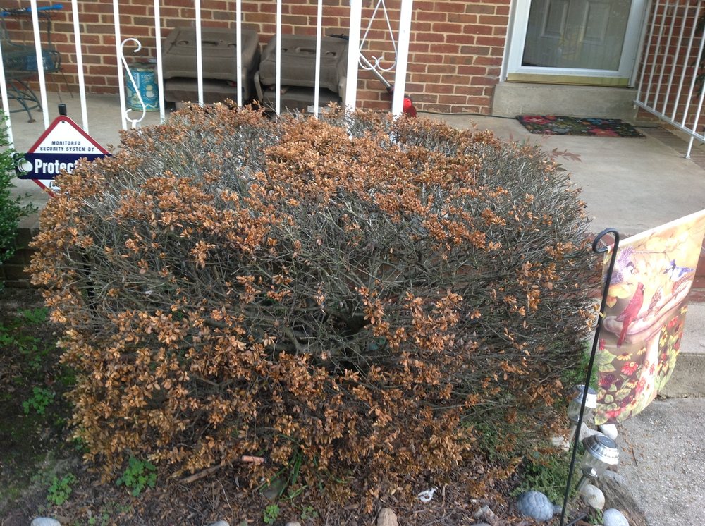 Photo of Capital Lawn Experts
