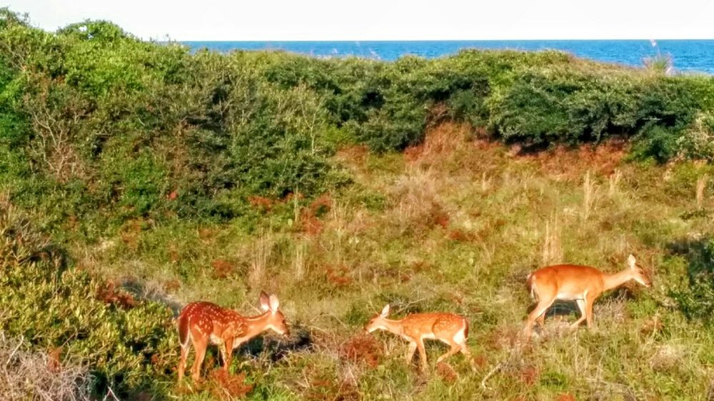 Photo of Kiawah Island Getaways