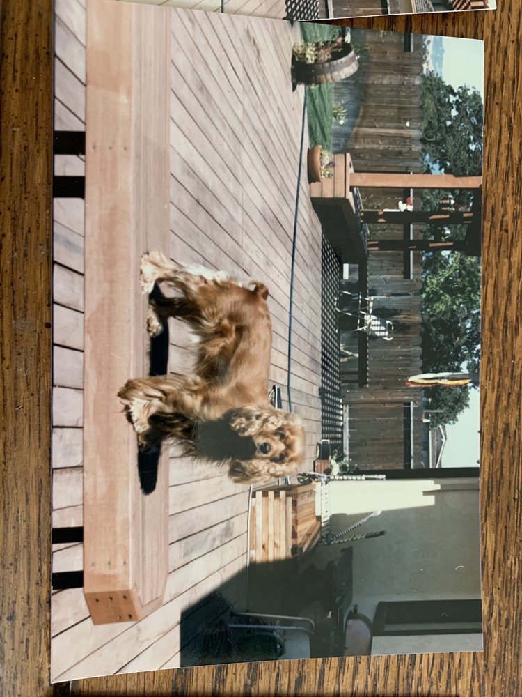 Photo of Golden Bear Construction