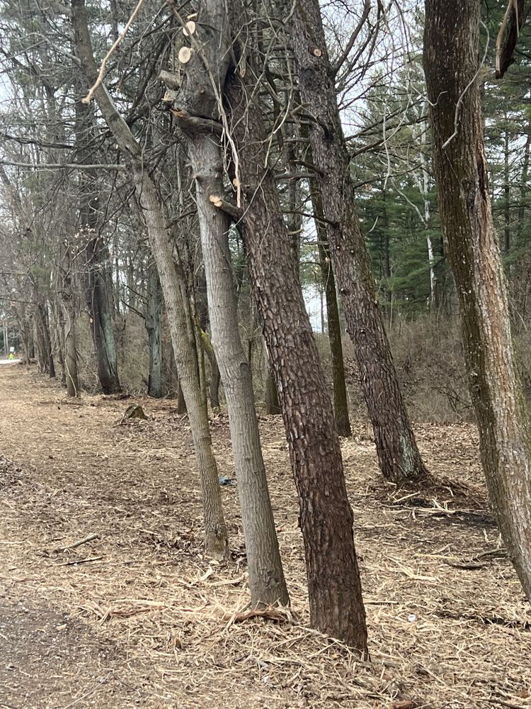 Photo of Marlow Brothers Land Clearing