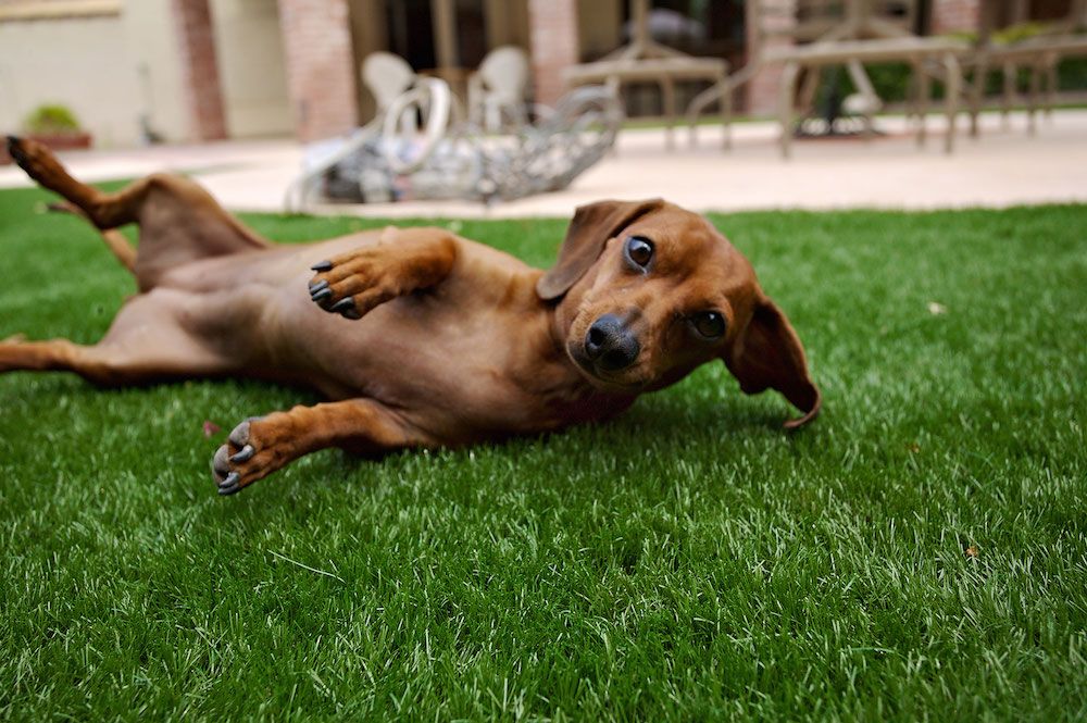 Photo of SYNLawn Arizona by Paradise Greens