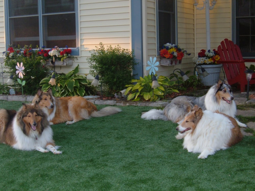 Photo of Chicago Dream Grass