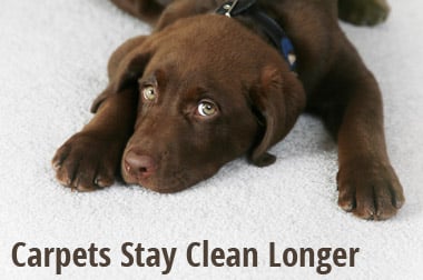 Photo of Heaven's Best Carpet Cleaning