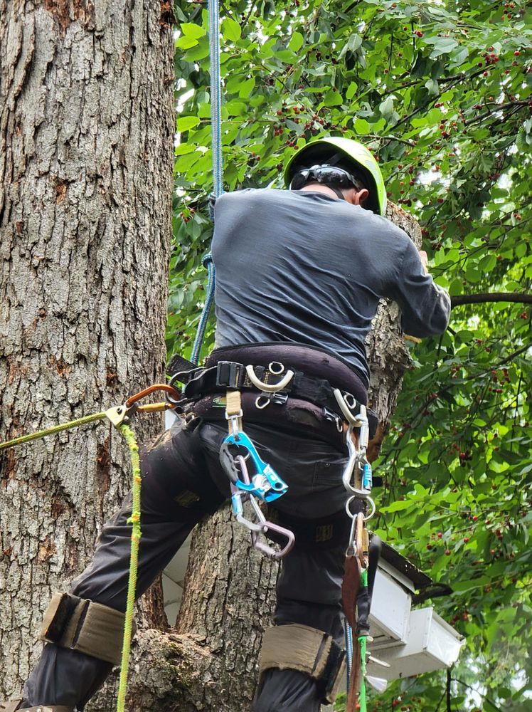 Photo of Solar Landscaping & Tree Service - McLean