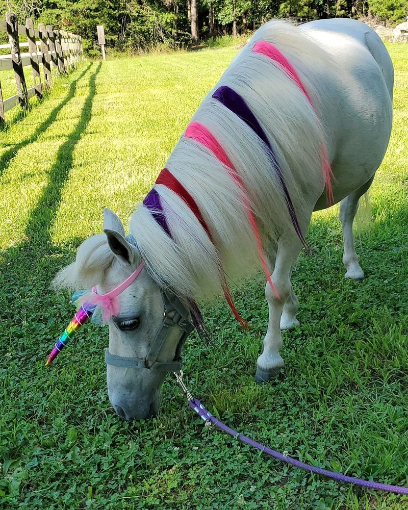 Photo of Party Girl Pony Rides