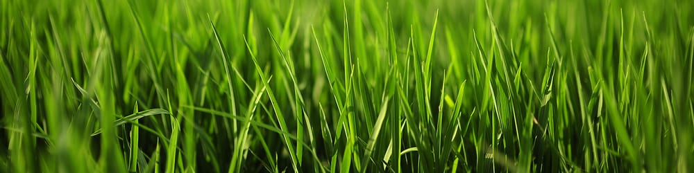 Photo of The Lawn Tutor