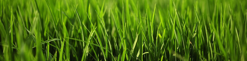 Photo of The Lawn Tutor