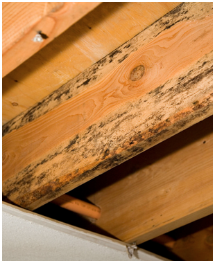 Photo of Certified Foundation