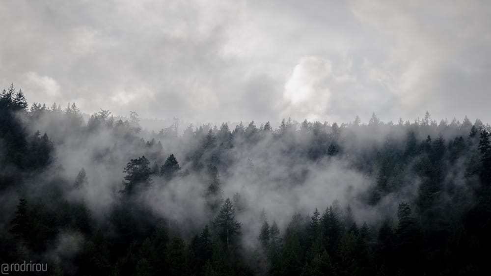 Photo of Aerial Forestry Services