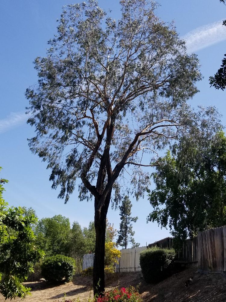 Photo of Westwind Landscape and Tree Service