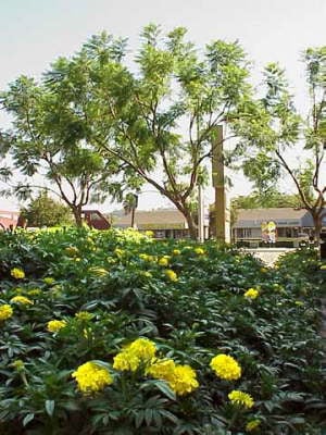 Photo of Westwind Landscape and Tree Service
