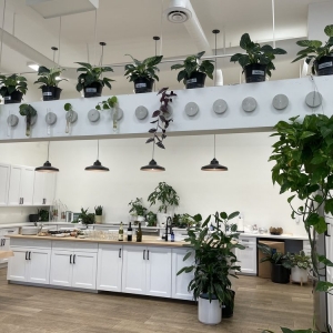 Campbell Plants by Post