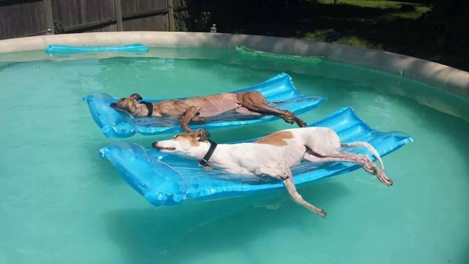 Photo of Dog Days of Summer Pool Service