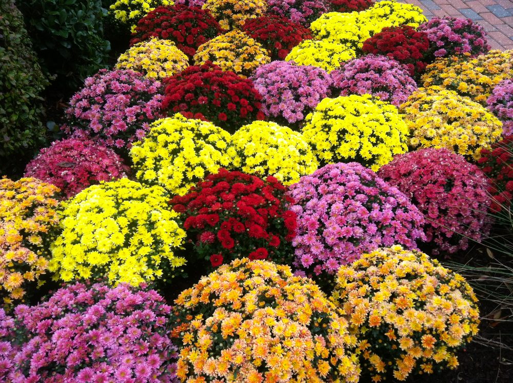 Photo of Basnight Land & Lawn Inc