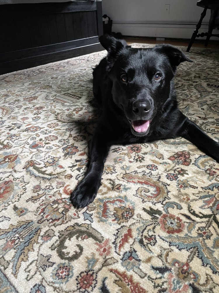 Photo of Middletown Rug & Carpet Cleaning