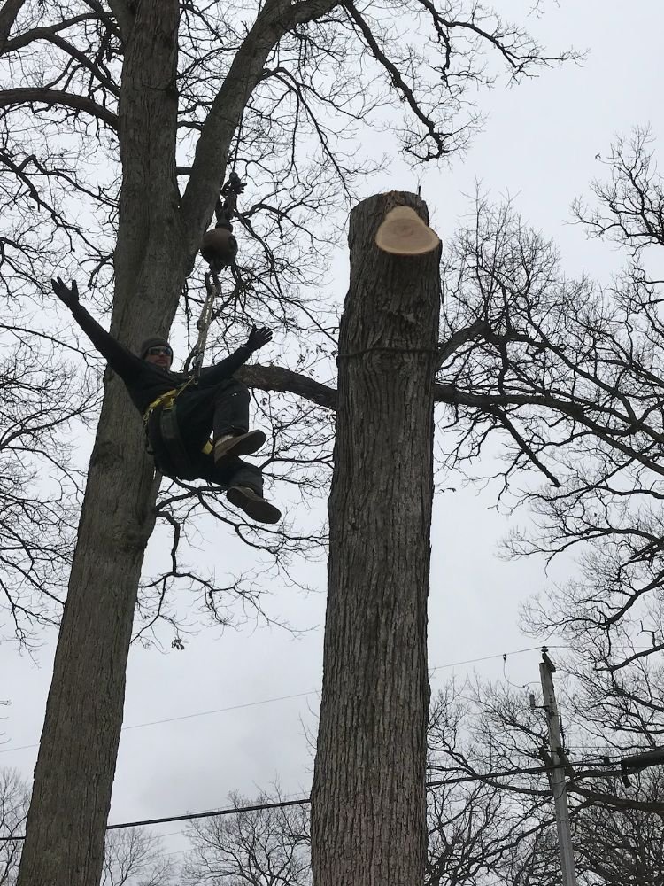 Photo of Ford Excavating and Tree Service