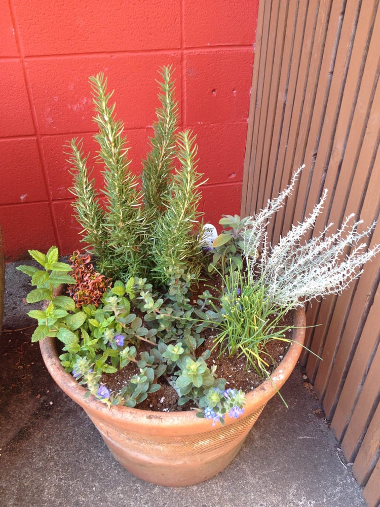 Photo of Soundscape Tree & Garden