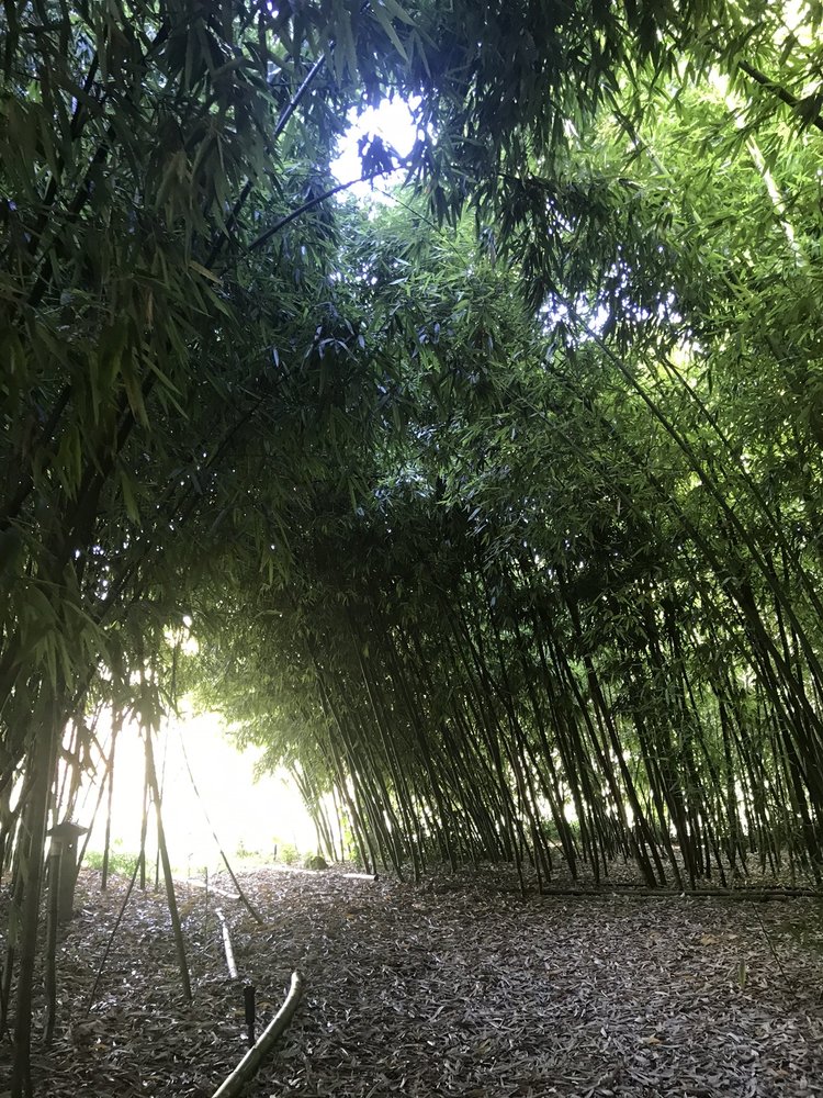 Photo of Yang's Botanical Gardens