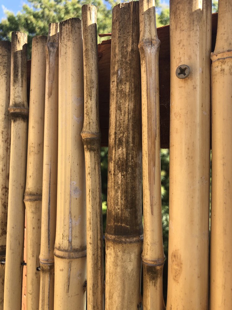 Photo of Forever Bamboo
