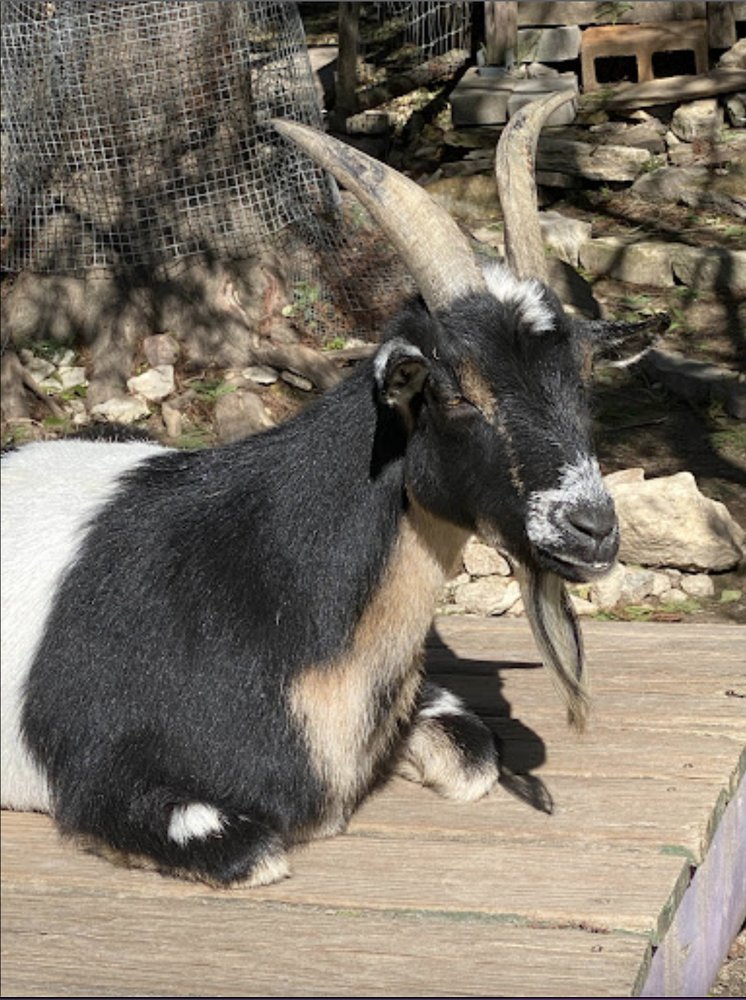 Photo of Garden Goat