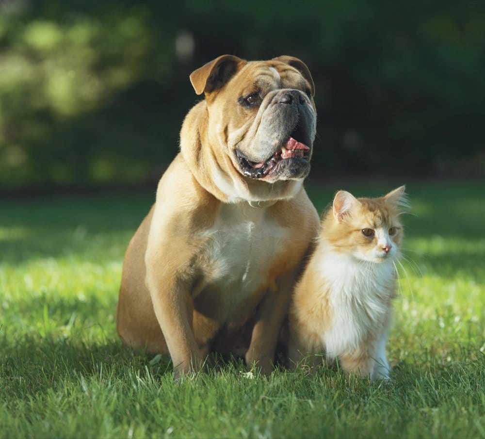 Photo of Hoosier Pet Stop