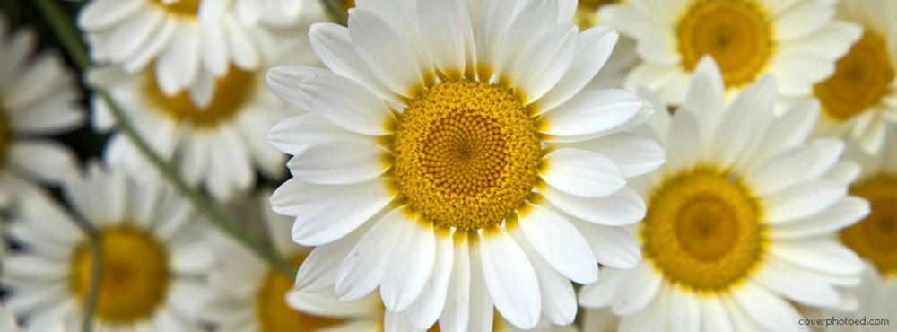 Photo of Daisy Cleaning