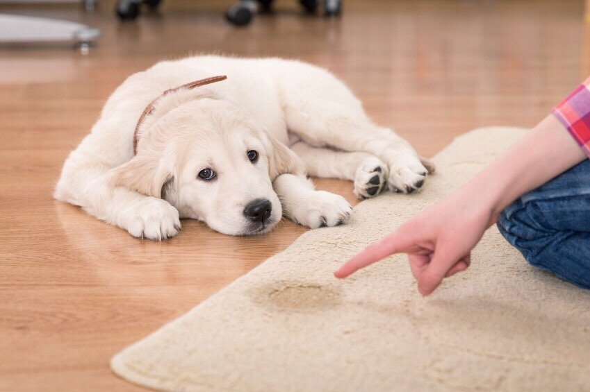Photo of Miracle Carpet Care