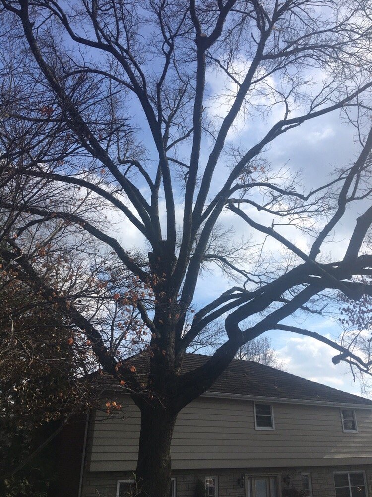 Photo of Coffey & Son Tree Service