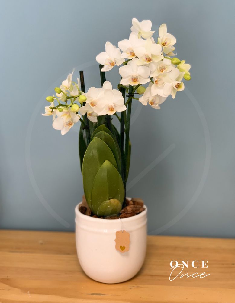 Photo of Once Once