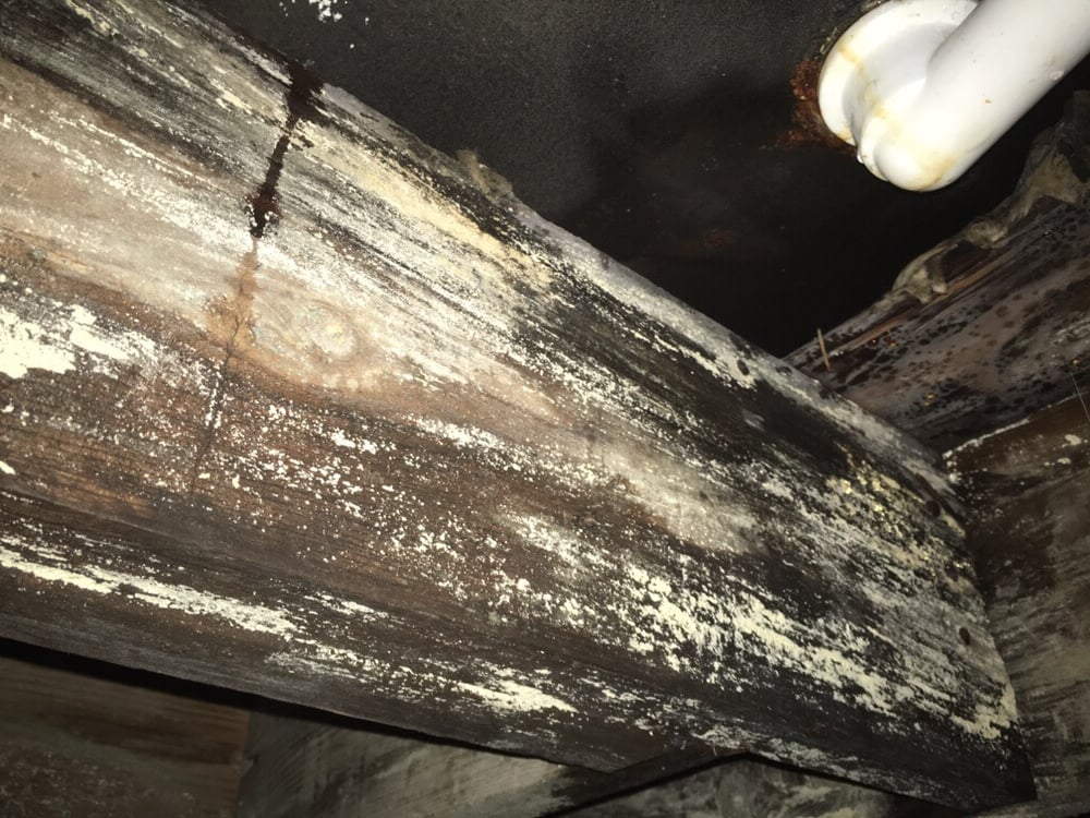 Photo of The Mold Guys Extreme