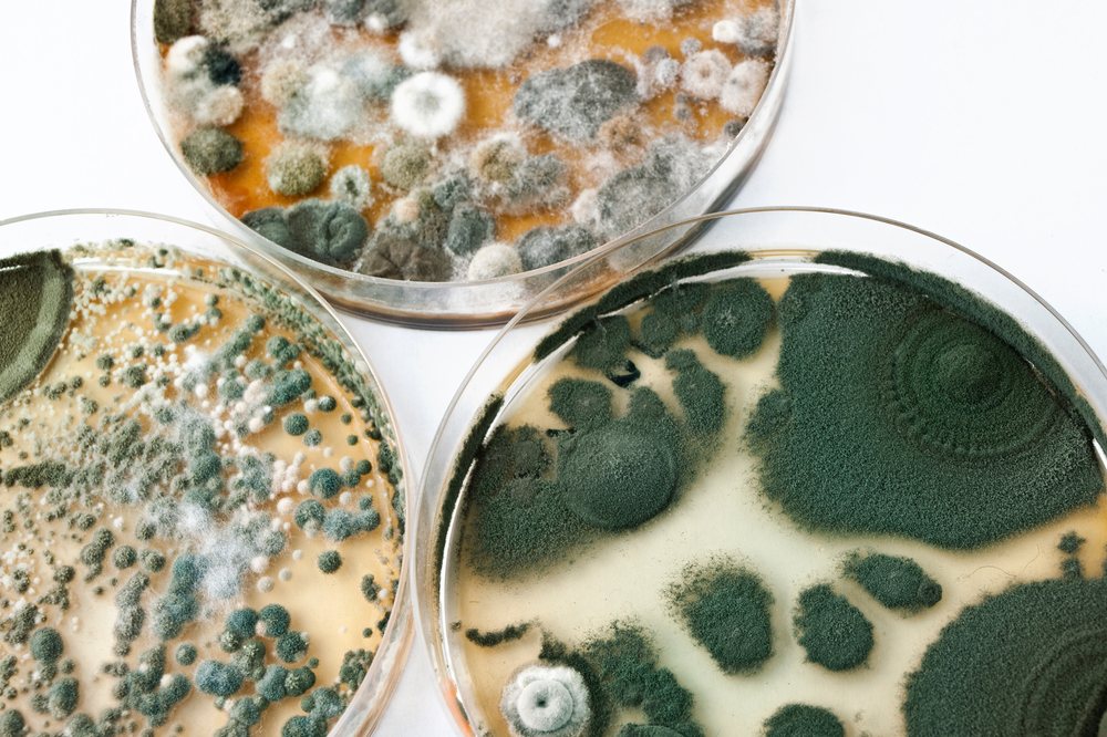 Photo of Mold Remediation Professionals