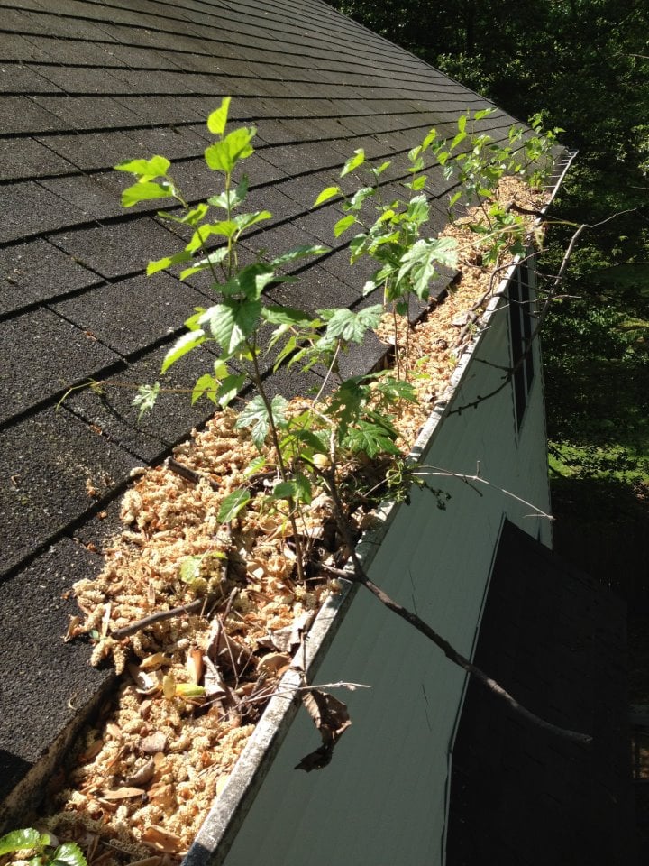 Photo of Tony's Gutter Cleaning