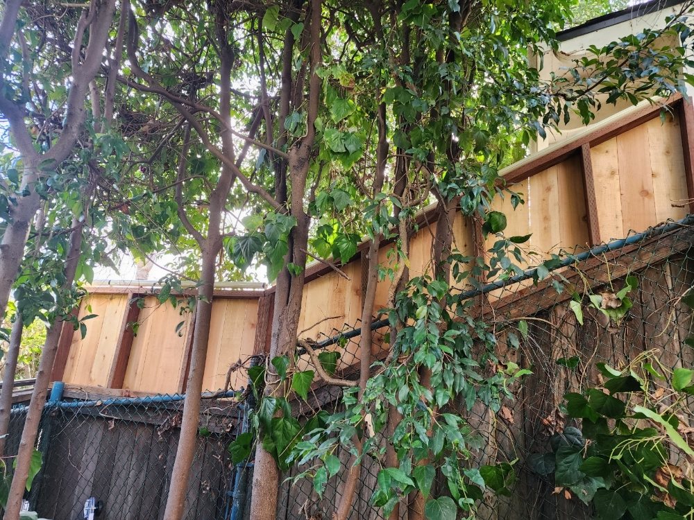 Photo of All Star Animal Trapping